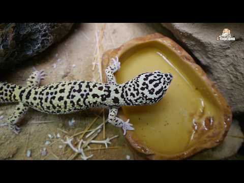 Video: Grundlagen der Einrichtung eines Leopard-Gecko-Lebensraums