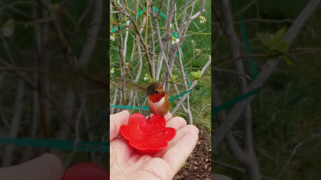 Hummingbirds feeding from my hand! YouTube