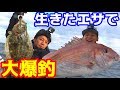 大物が簡単に釣れる？初の落とし込み釣りに挑戦！