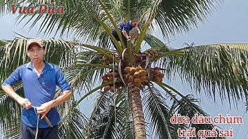 Vua Dừa Miền Tây// vua dừa leo trèo cây dừa dâu chùm nhanh thoăn thoắt y như khỉ