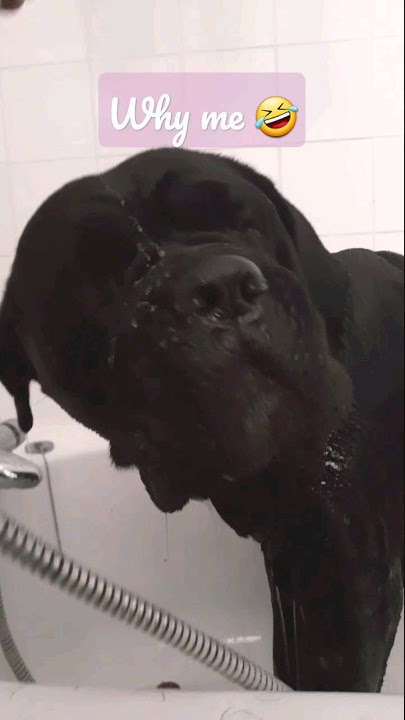 Why me 🤣 #shorts #viral #funny