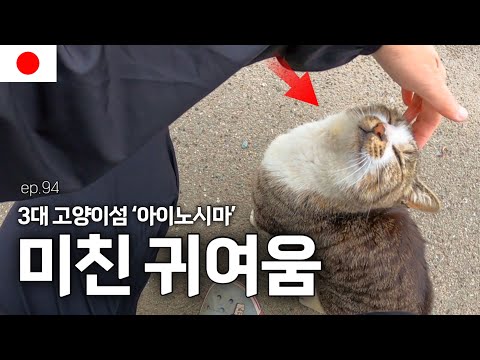 고양이 싫어하는 사람도 입덕돼서 나오는 일본 세계 3대 고양이섬 아이노시마 해외 82 