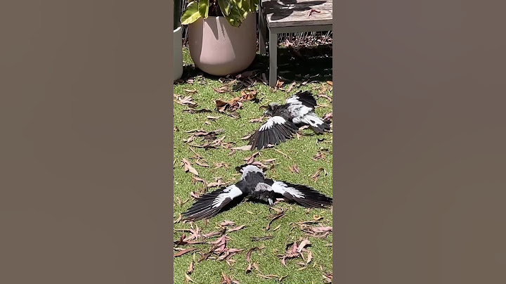 Magpies : One of the Smartest Crows! #crow #birds #magpies