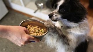 Pet Startups Make a Play for Pampered Pooches screenshot 3