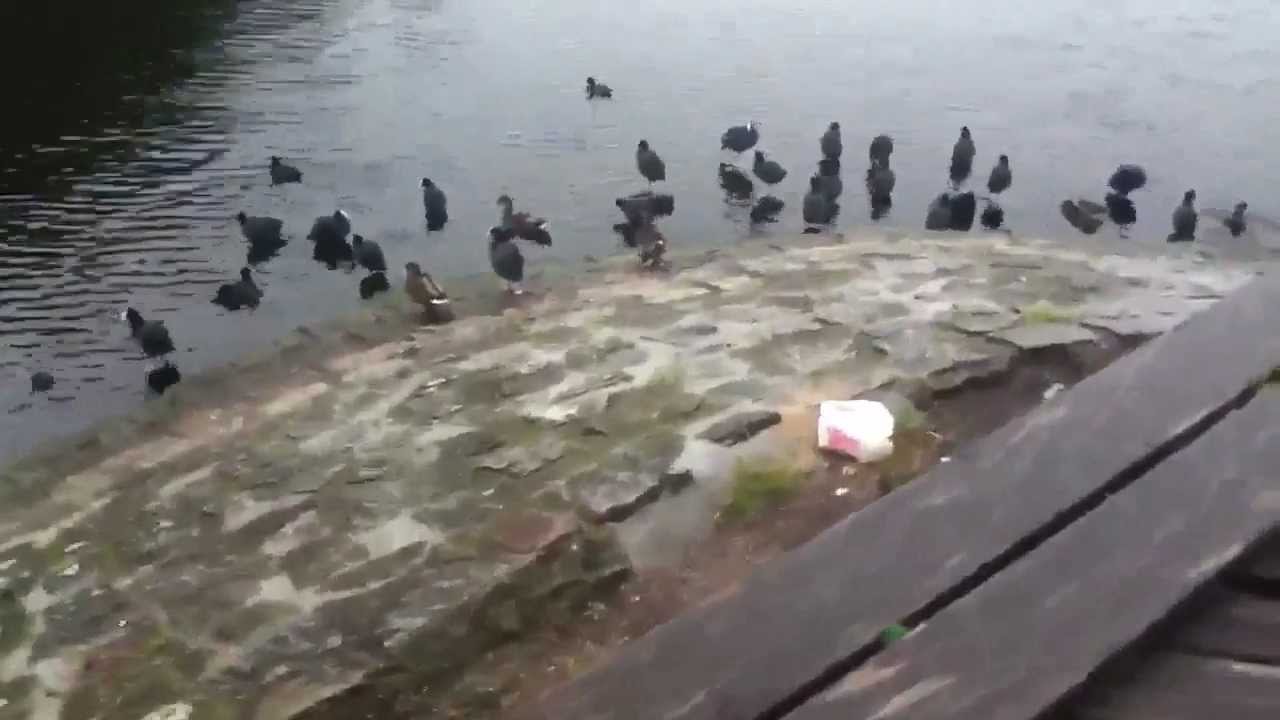 My Run Friendship Island