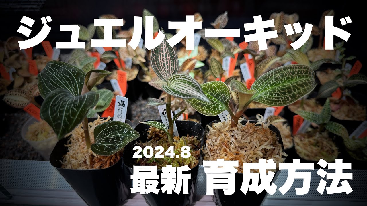 2024.8 最新 ジュエルオーキッドの育て方