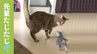 めっちゃグイグイくるニャ💦