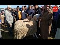إستقرار اسعار المواشي وتراجعها إلى حدود 2 ملايين سنتيم بسوق القنطرة عنابة شاهدوا