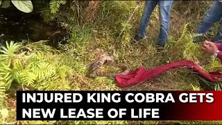 Odisha: King Cobra that suffered broken ribs released into wild after full recovery