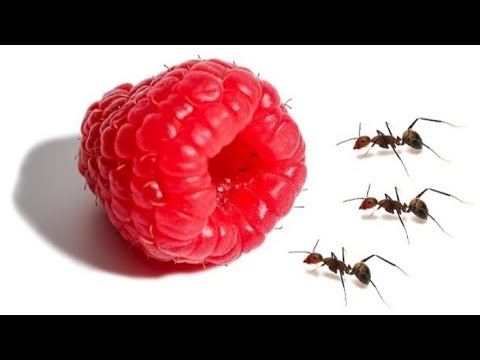 Ants vs Raspberry  Most satisfying video @Temponaut_Timelapse
