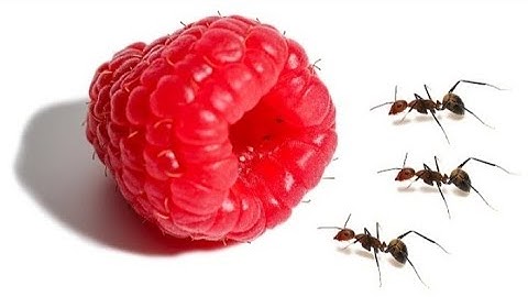 Ants vs Raspberry  Most satisfying video @Temponaut_Timelapse