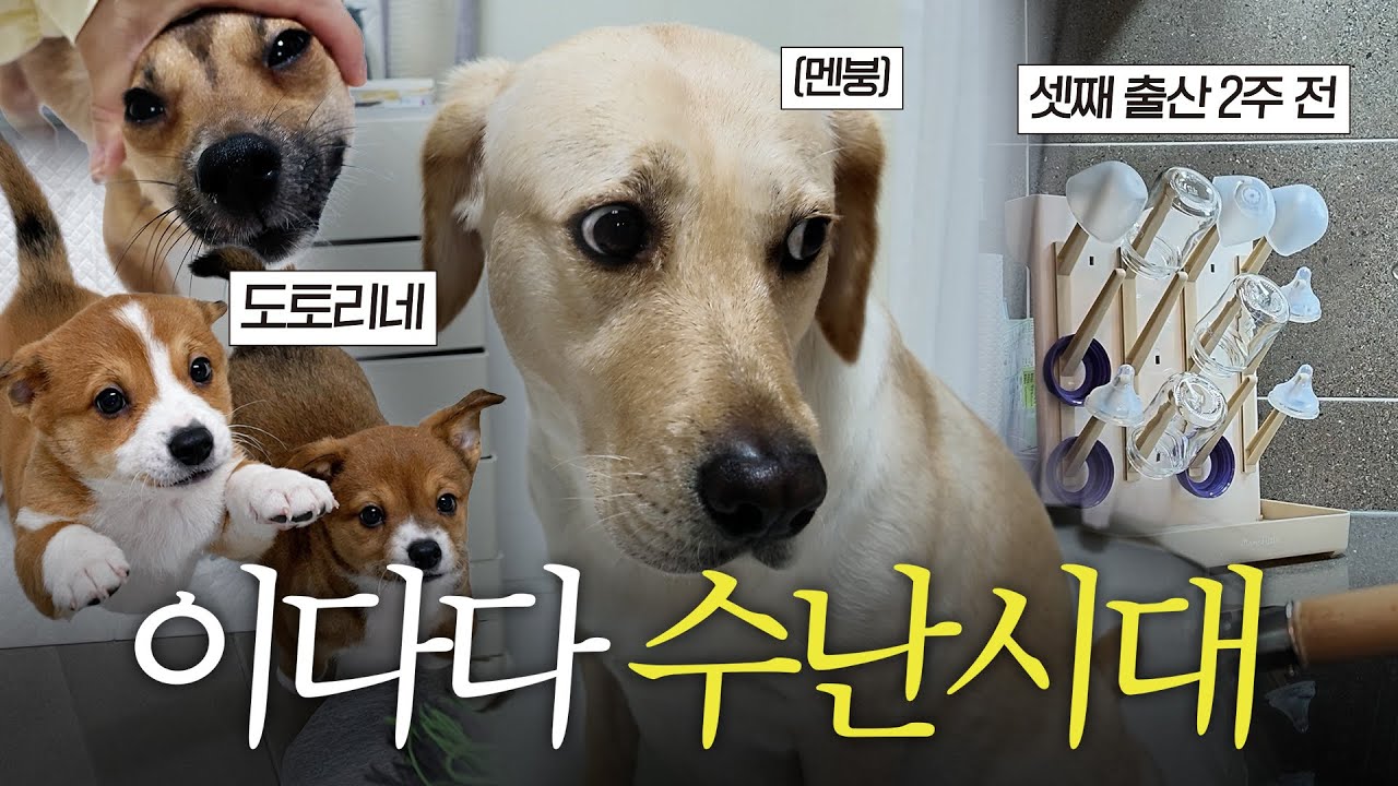다른 내연견에게 결국 이다다 집 뺏겼습니다.