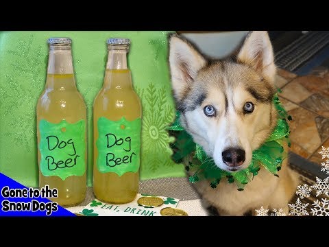 How to make Beer for Dogs | DIY Dog Treats Recipe 115 | St Patrick's Day Dog Treats