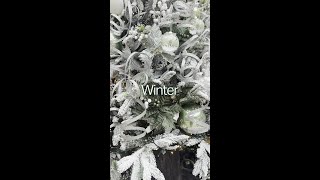 Webbs 2025 Christmas Themes