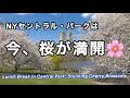 桜が満開なのでNYセントラルパークのお花見@チェリーヒル・ダコタハウス・ストロベリーフィールズ撮影