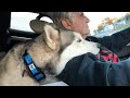 Dog Finds Its Sweet Spot on the Shoulder, Forever Bonded! 🤣 Funny Dog 2023