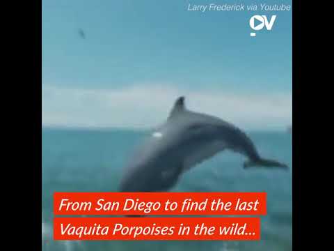 video phone lyrics Military Trained Dolphins Seek Endangered Species