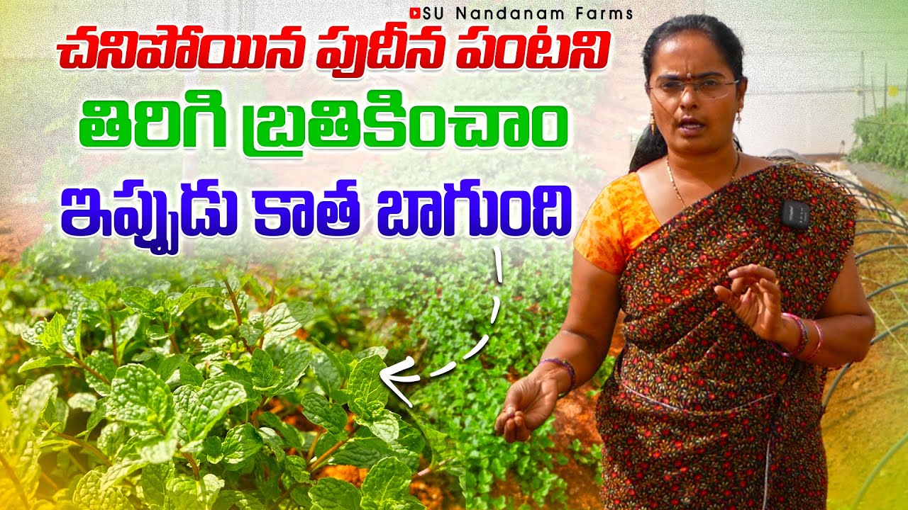 సేంద్రియ విధానంలో పుదీన సాగు | Organic Mint Farming in Telugu | Organic Mint 