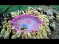 171 Ducklings Swimming In Their New Pool For The 1st Time #12 Raising Ducks Day 16