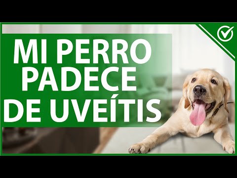 Video: ¿Cuáles son los tratamientos para la uveítis en los perros?