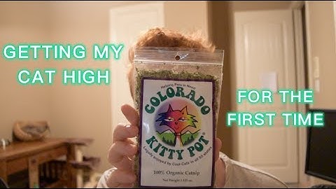 GIVING MY CAT CATNIP FOR THE FIRST TIME