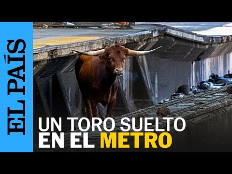 ESTADOS UNIDOS | Un toro escapa en el metro de Nueva Jersey | EL PAÍS