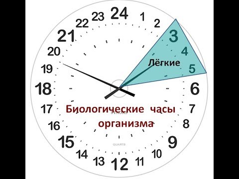 Биологические часы 5 класс