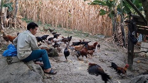 Hlau youtube/mus saib pob kaws thiab pub qaib.hôm nay đi xem ngô 🌽và cho gà ăn uống 
