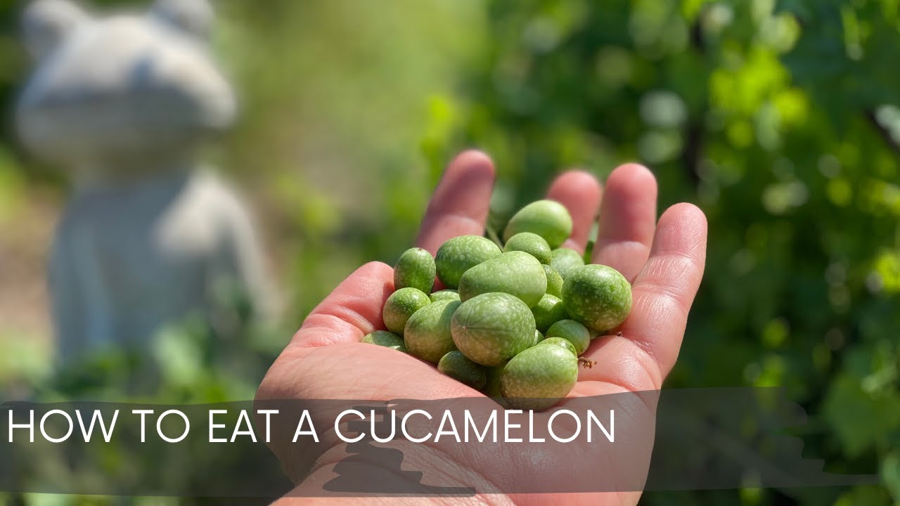 How To Eat A Cucamelon 