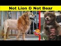 Hilarious Animals Who Nailed The Imitation Game