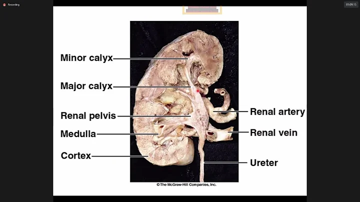 Lec. 2 | Anatomy ( Dr. Gamal ) | Overview ( Part 1...
