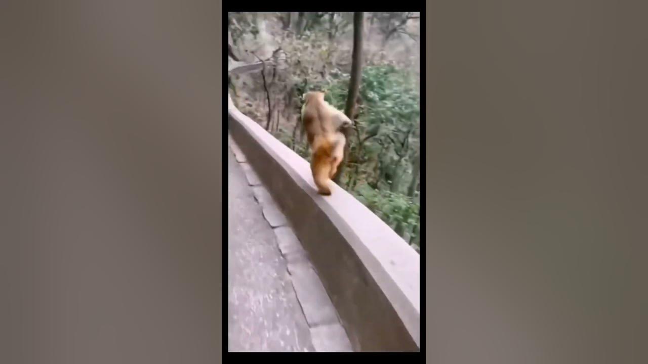 #бибизянки - YouTube