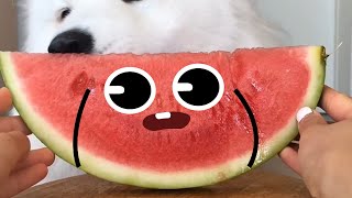 Life With The Doodle