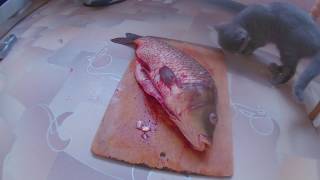 Знакомство Котенка с Огромной Рыбой!!! Знакомство Котенка с Огромной Рыбой!!!