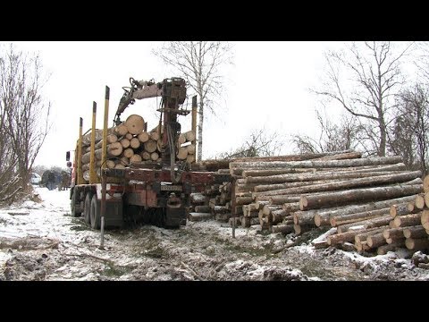 Незаконная вырубка леса в селе Батурино