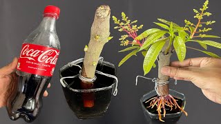 Growing Mango Tree From Cutting In A Coca-Cola | Coca-Cola Experiment
