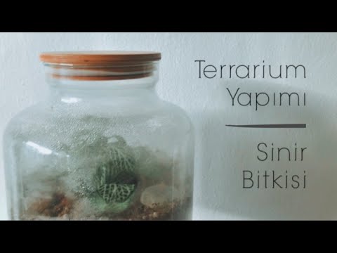 Video: Fittonia Bitkilerinde Solma – Yapraklarda Solma Olan Fittonia Nasıl Tedavi Edilir