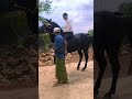 Learning Traditional Horse Riding