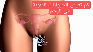 كم تعيش الحيوانات المنوية داخل الرحم