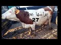 اسعار سوق الأبقار بسوق السويد بمدينة المسيلة ليوم 18/02/2021