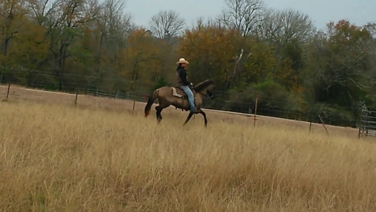 Grulla Paso Fino Gelding trail or endurance horse for sale video 2