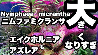 ニムファミクランサとエイクホルニアアズレア　Nymphaea micrantha    Eichhornia azurea   水槽掃除してなくてごめんなさい。