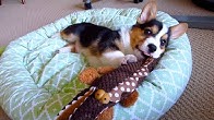 Great Gatsby the Corgi - YouTube
