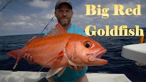 Ruby Snapper Fishing at the Mackerel Islands | Jigging and Deep Dropping