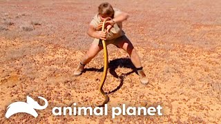 Steve Befriends A Snake in the Outback | The Crocodile Hunter | Animal Planet