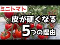 【ミニトマト】皮が硬くなる5つの理由/解決策
