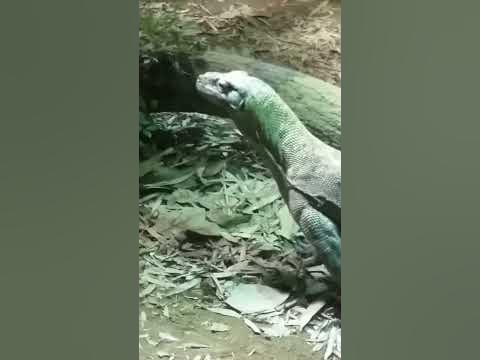Komodo Dragon Meal Time - YouTube