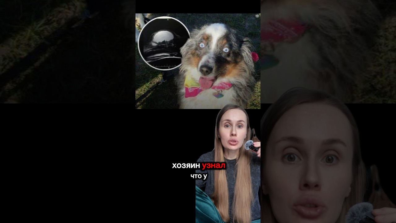 НИКТО НЕ ОЖИДАЛ УВИДЕТЬ ТАКОЕ НА МРТ. У СОБАКИ СОХРАНИЛОСЬ ЛИШЬ 5% МОЗГА