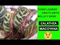 LA MACOYANA ( PLANTA DE INTERIOR ) #106