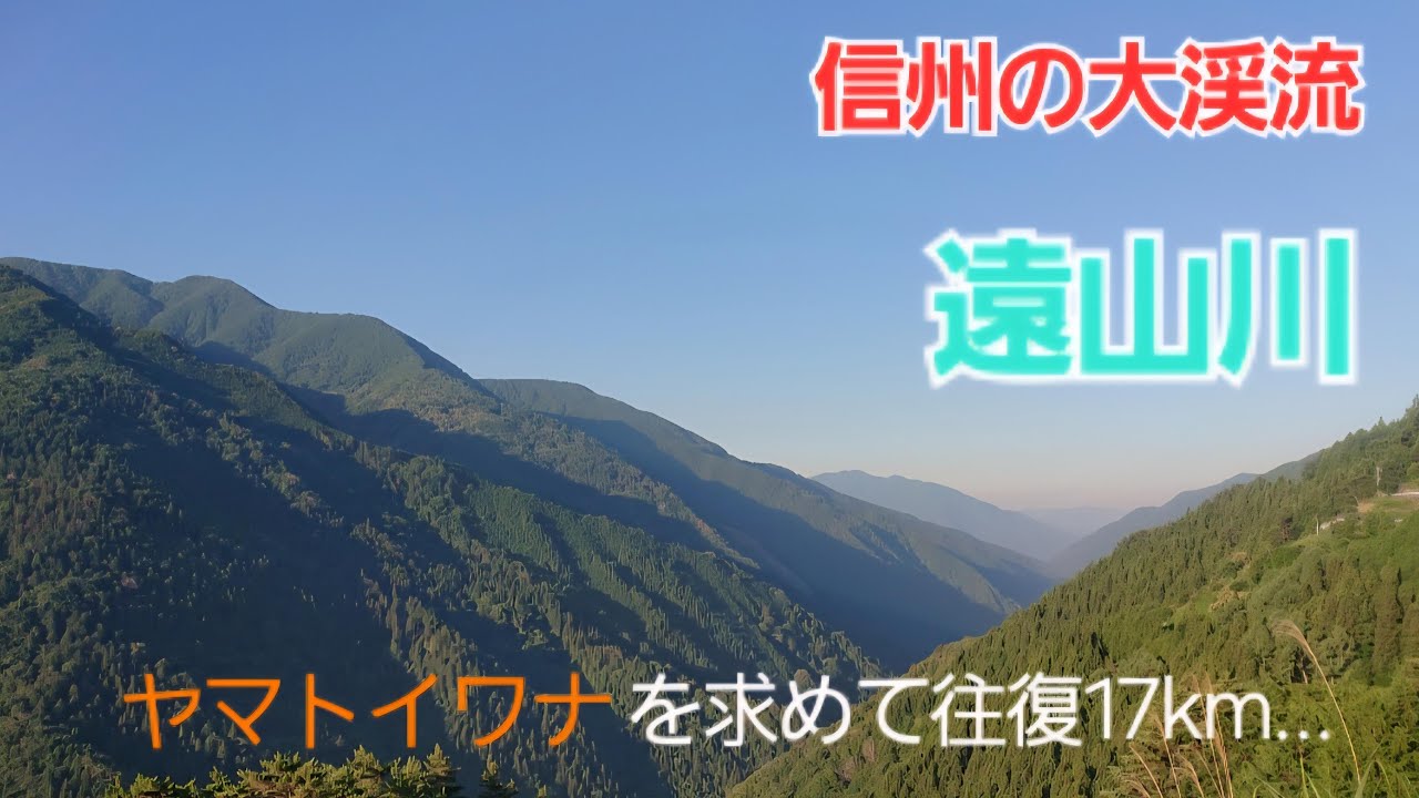 信州の大渓流　遠山川　ヤマトイワナを求めて往復17㎞…